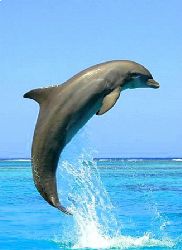Roatan, Honduras. by Shawn Jackson 